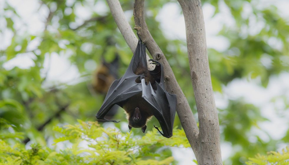 Bat hanging on tree.