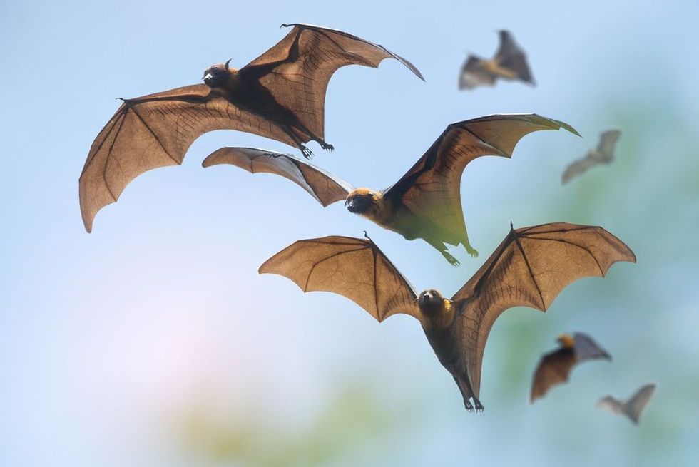 Bats flying on blue sky