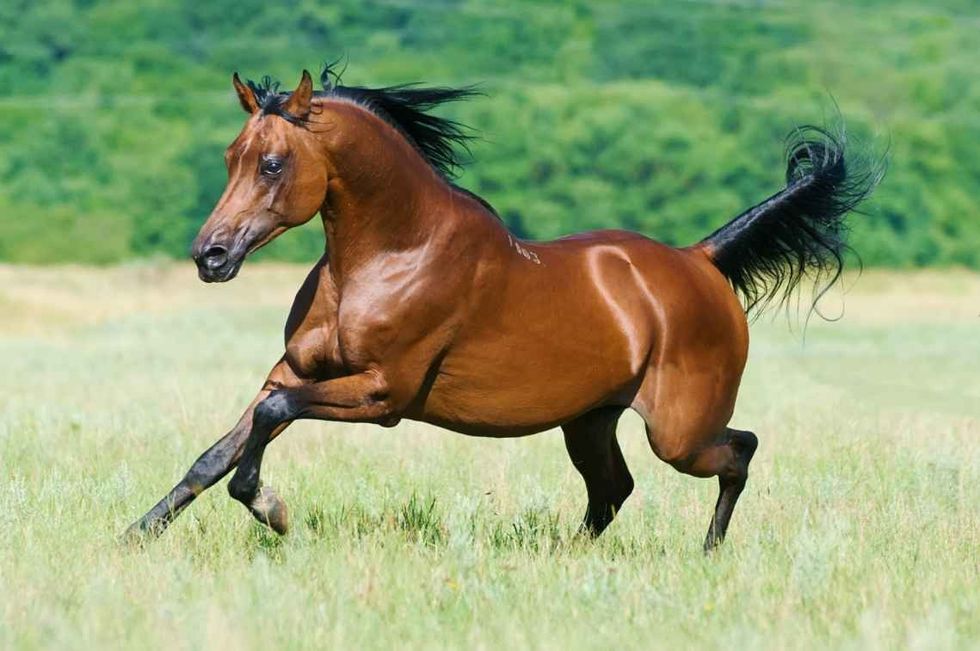 Bay Arabian stallion running in field
