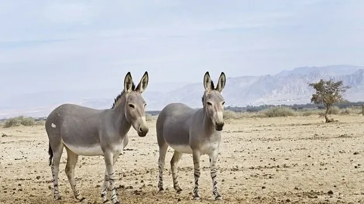 Be fascinated with these Somali wild asses facts!