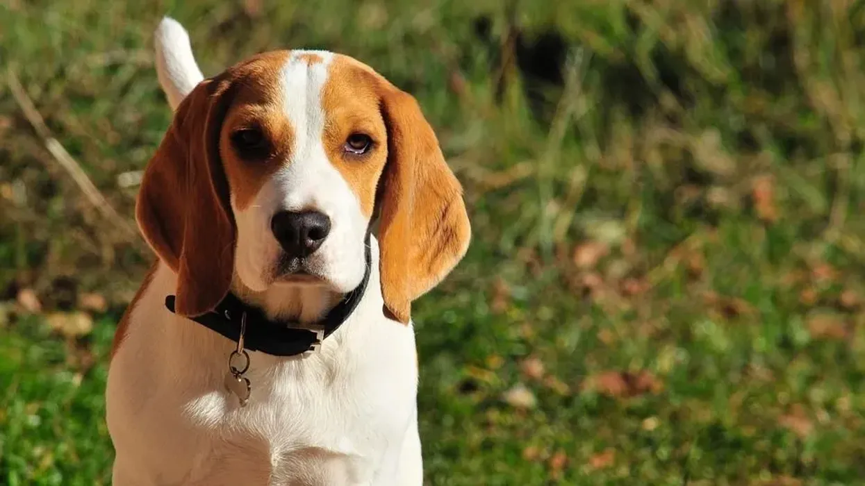 Beagle facts about a cute dog breed.