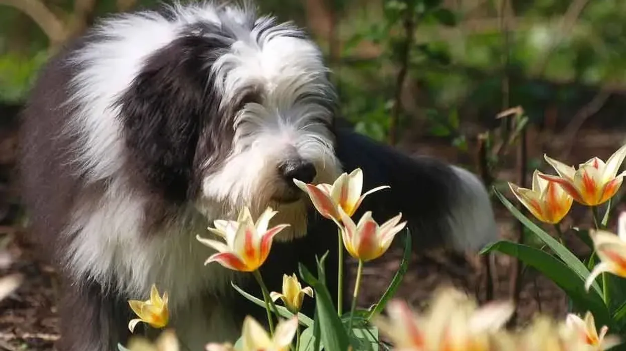 Bearded Collie facts are written about a wonderful species of herding dog from Scotland