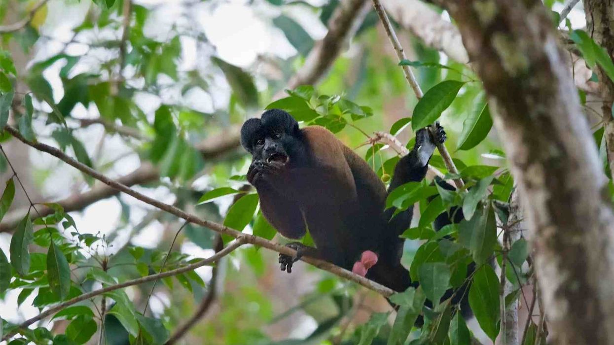 Bearded saki facts tell us about the geographic distribution of this species.