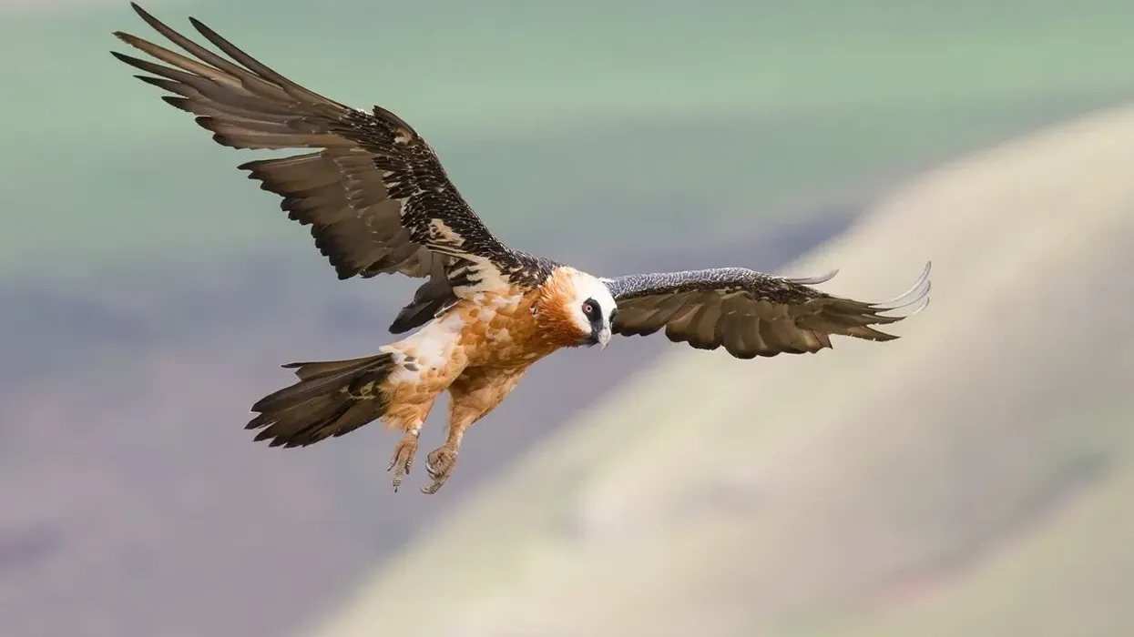 Bearded Vulture facts are great for bird enthusiasts.