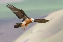 Bearded Vulture facts are great for bird enthusiasts.