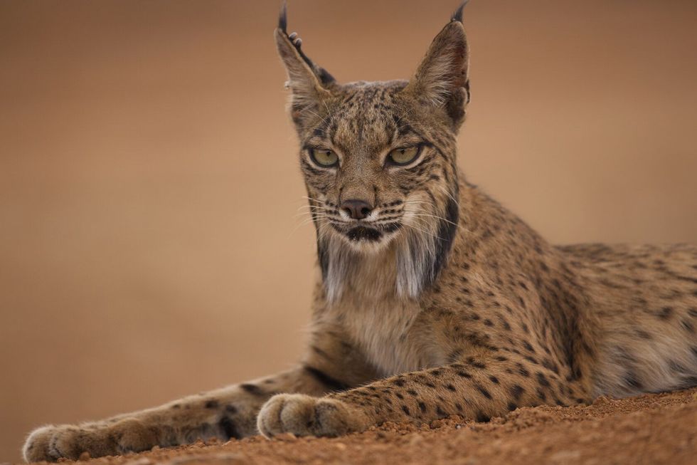 Beautiful adult Iberian Lynx sitting.