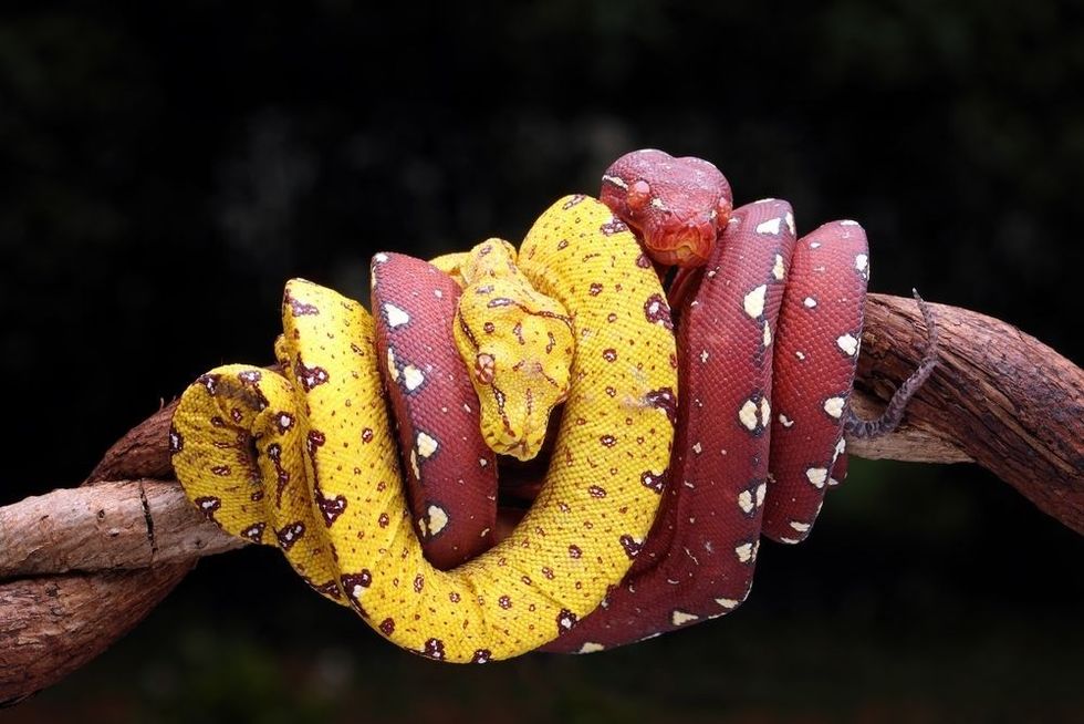 Beautiful baby Green Tree Pythons (Morelia viridis) on tree branch.