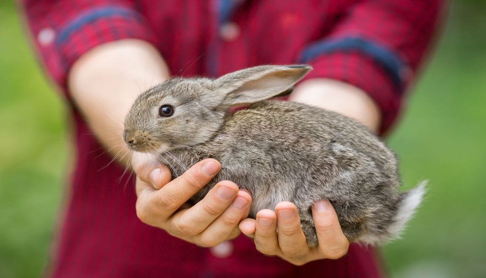 Beautiful baby rabbit bunny in farmer hands.