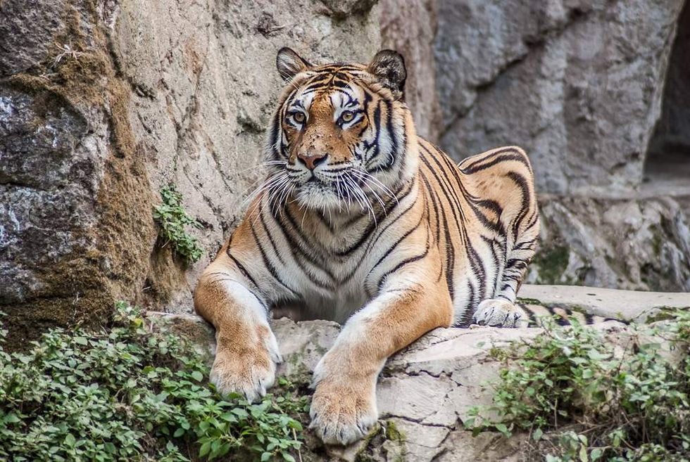 Beautiful Bengal tiger.