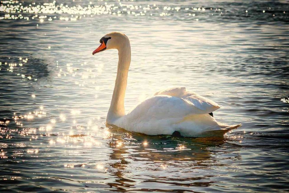 beautiful bird look way prettier in a pond with a sunlight