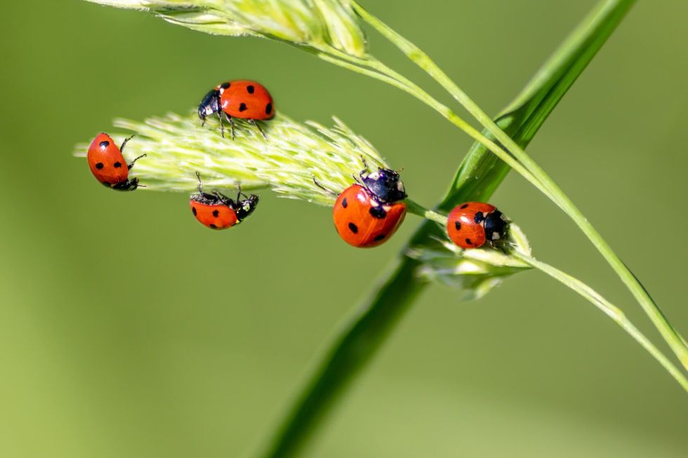 Beautiful black dotted red ladybugs.