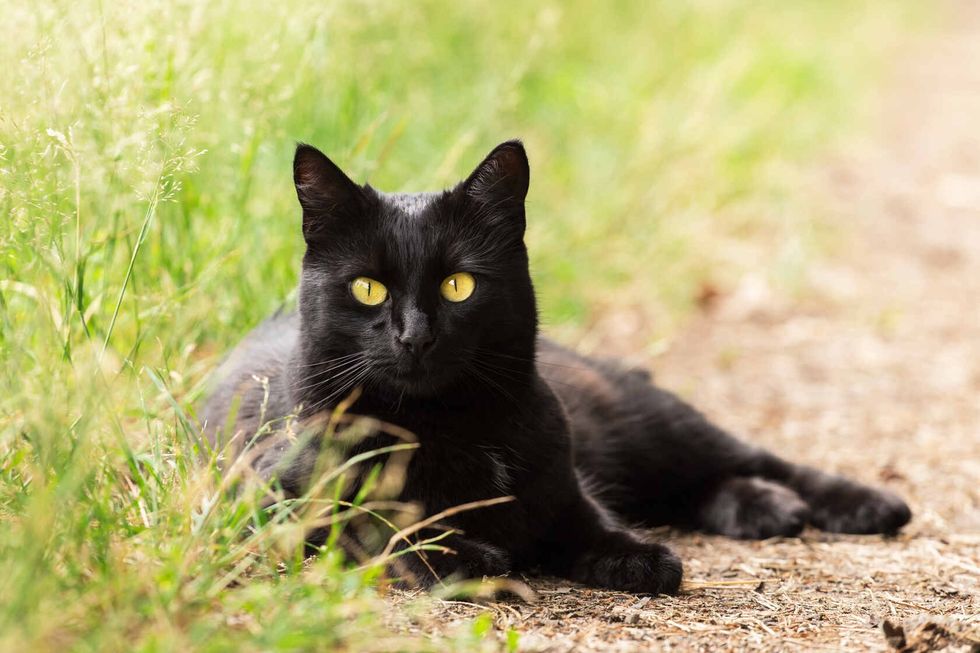 Beautiful Bombay black cat portrait.