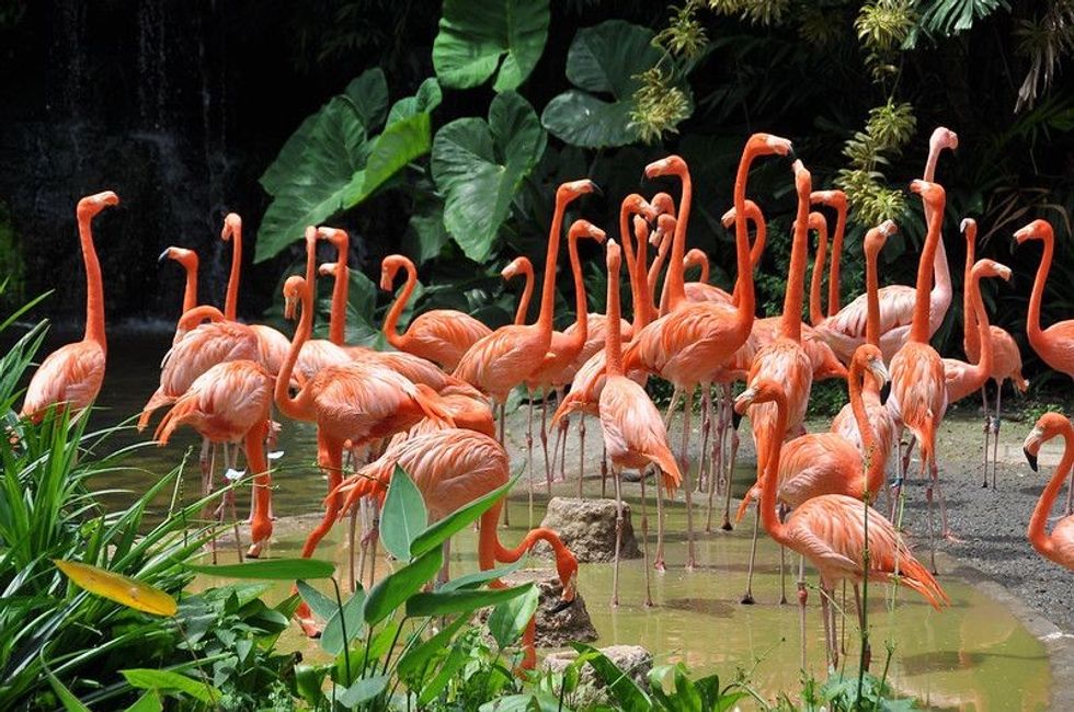Beautiful Caribbean flamingos in the nature