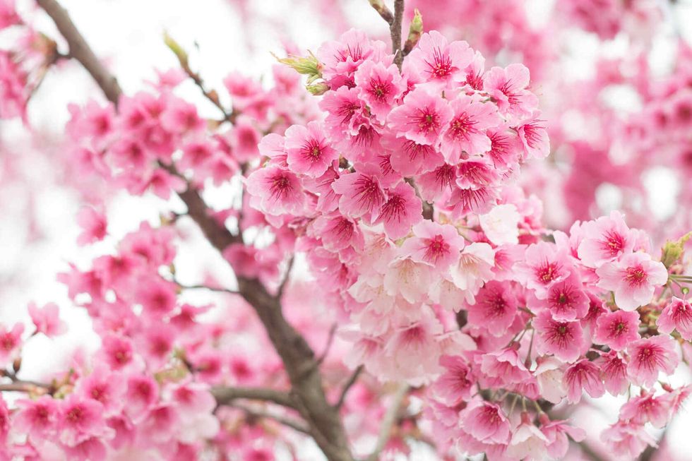 Beautiful cherry blossoms on tree.