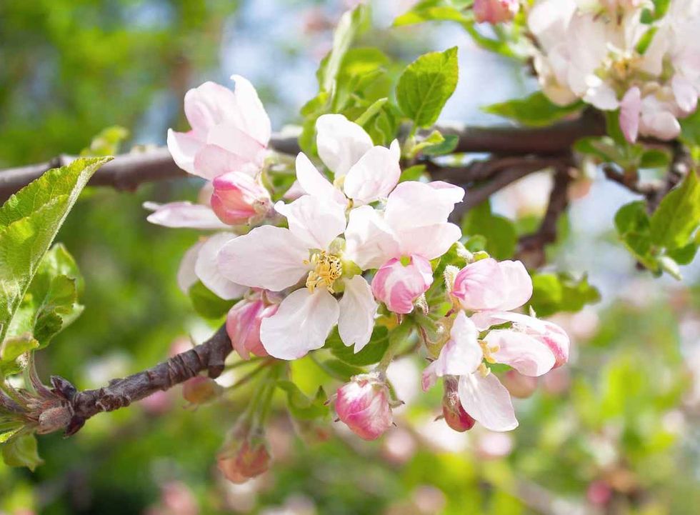 beautiful flowers on a branch of an apple tree