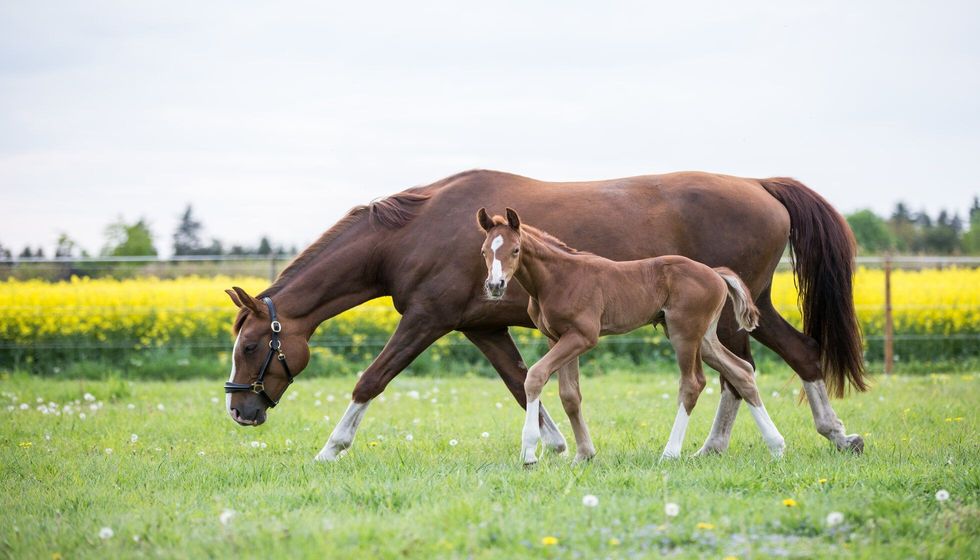 Beautiful horse foal chestnut filly with mare mother