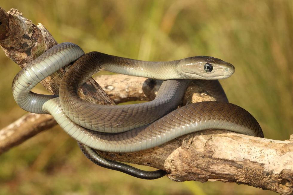 Beautiful Juvenile Black Mamba.