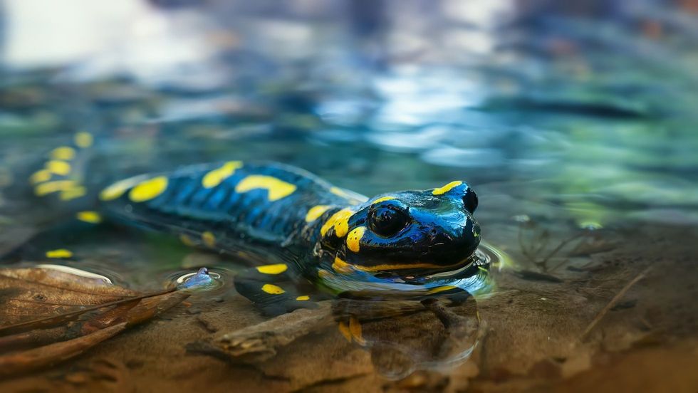 Beautiful lizard Fire salamander in water of a spring stream