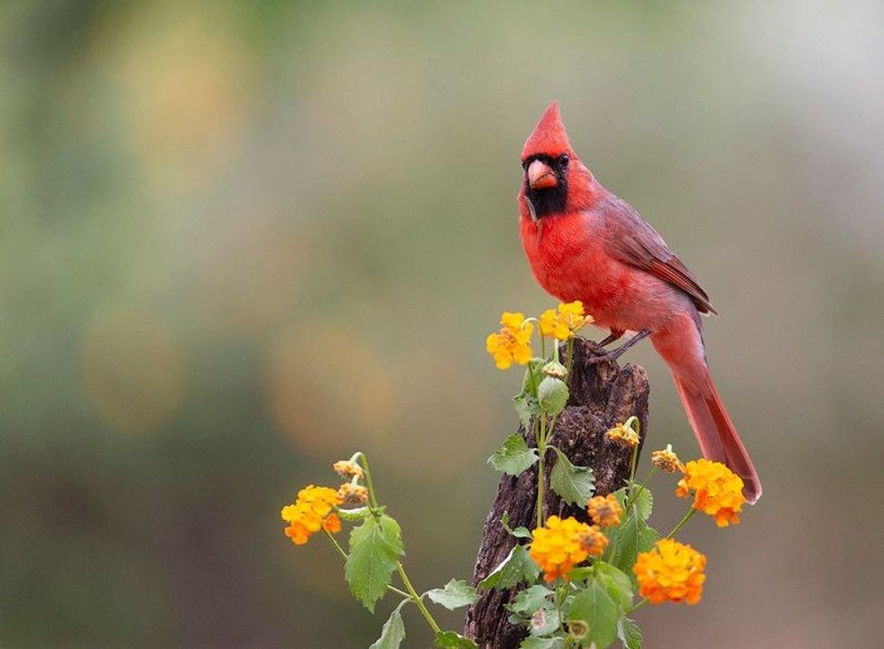 Beautiful Male Cardinal on branch