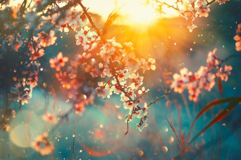 Beautiful nature scene with blooming tree and sun flare.