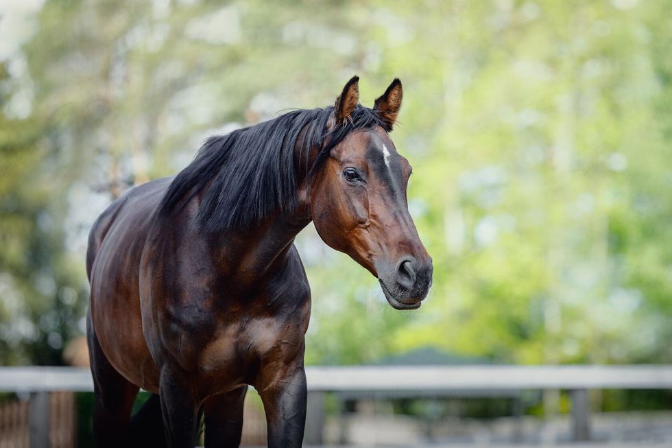 Beautiful old showjumping Trakehner horse.