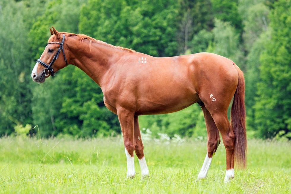 Beautiful portrait of a horse standing in grass field