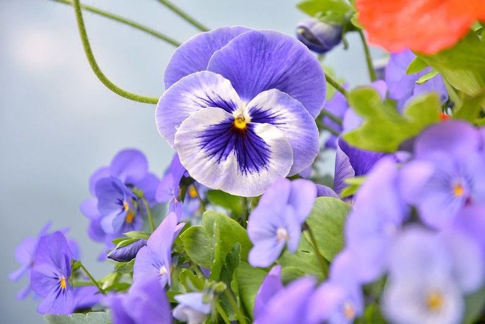 Beautiful purple pansy flower with selective focus.