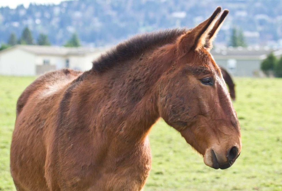 Beautiful rescued mule in a nearby pasture.