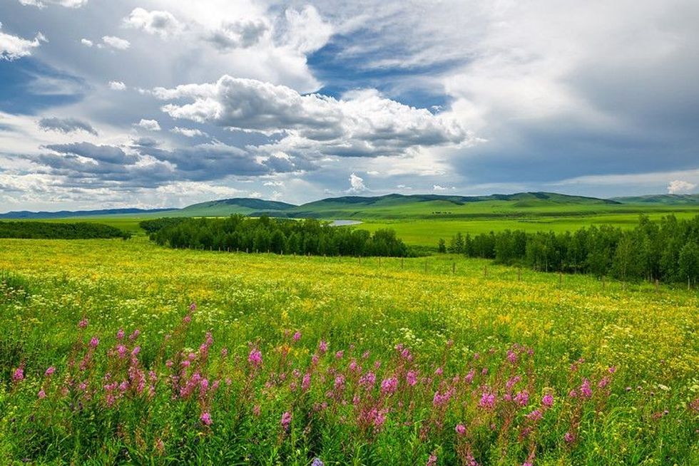 Beautiful scene of grass and pink flowers