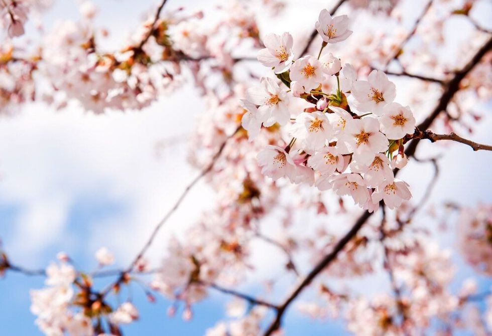 Beautiful spring with cherry blossoms against blue sky