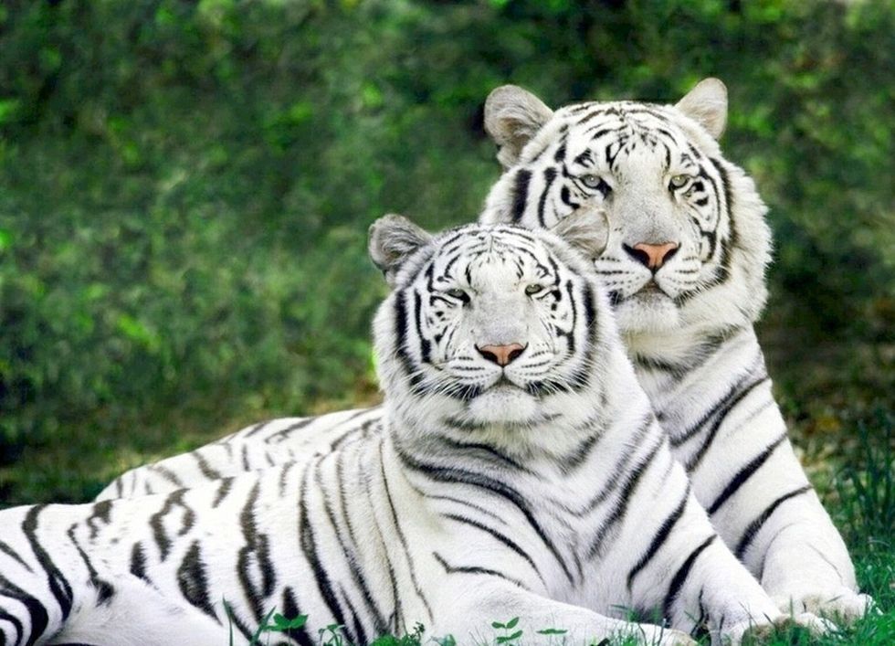Beautiful White Tiger Couple In Forest.
