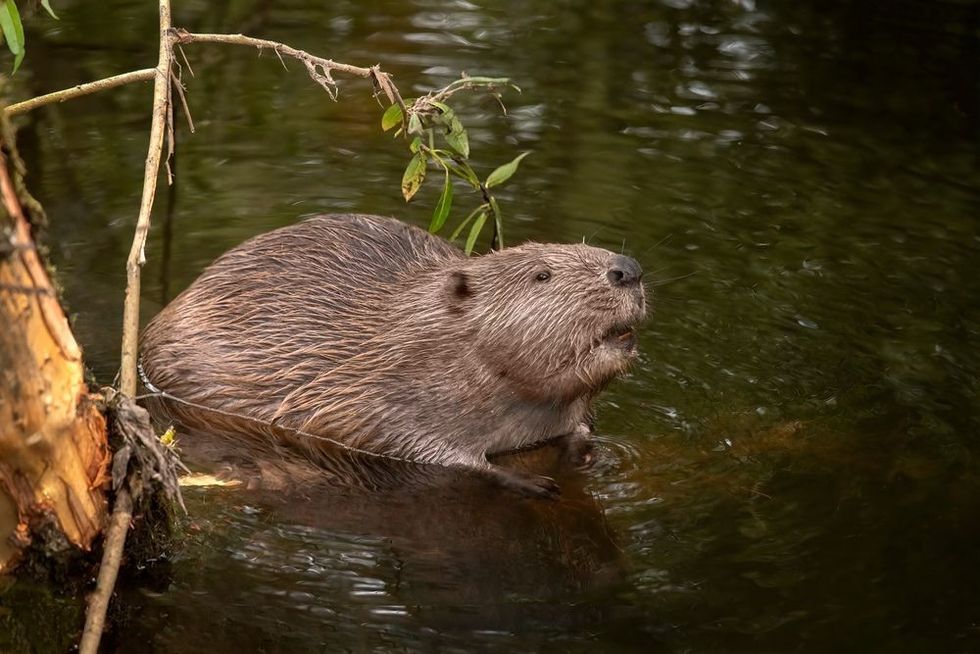 Beaver sitting in a river close up