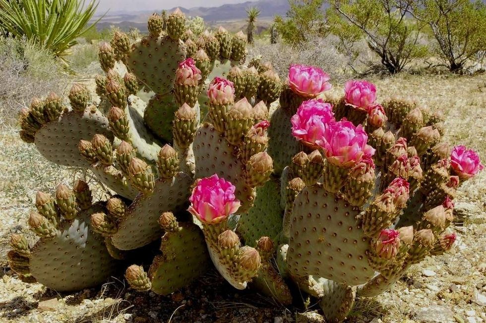 Beavertail cactus in bloom