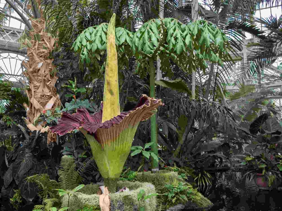Beccari took some of the seeds of the corpse flower plant 