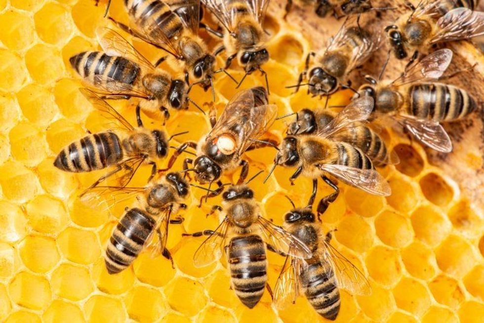 Bee colony life