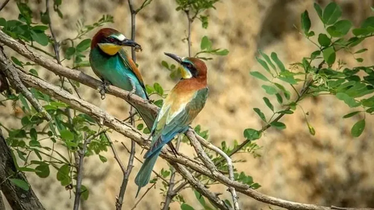 Bee-Eater facts that are sure to amaze you.