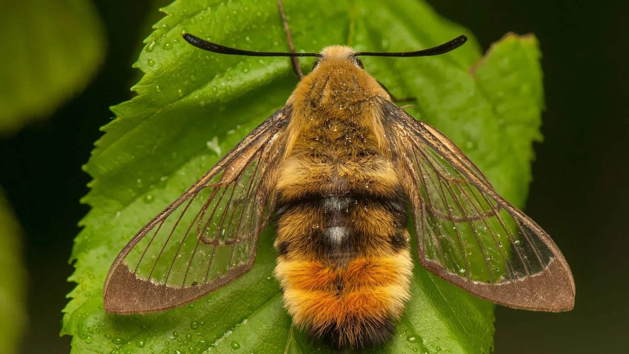 Mothbee Fun Bee Hawk-moth Facts For Kids | Kidadl