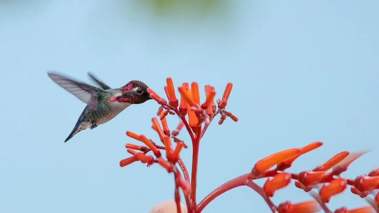 Bee Hummingbird facts for kids are very interesting and unique.