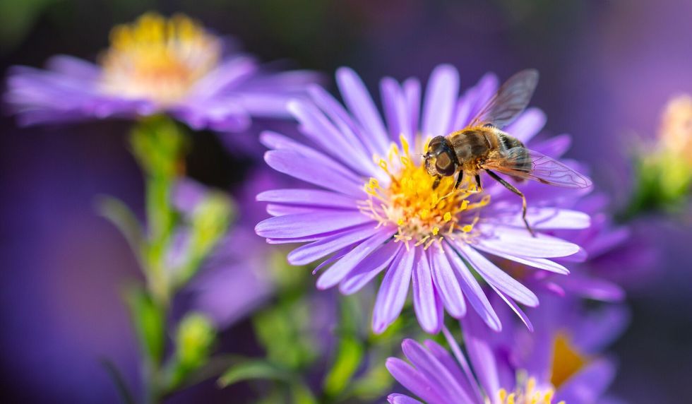 Bee on a purple flower.