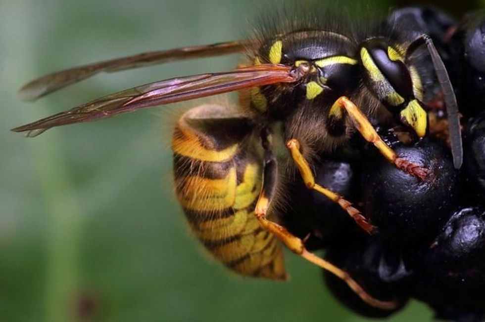 Bee vs yellow jacket is an important comparison for everyone.