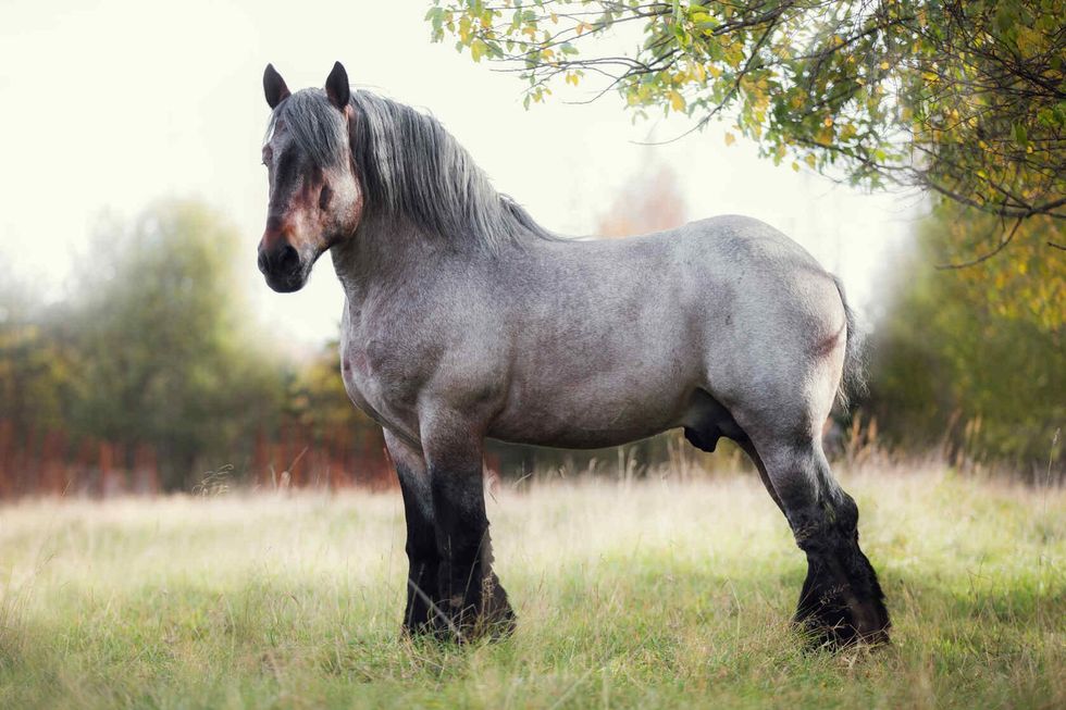 Belgian draft horse in summer field at sunset.