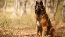 Belgian Sheepdog Fact File