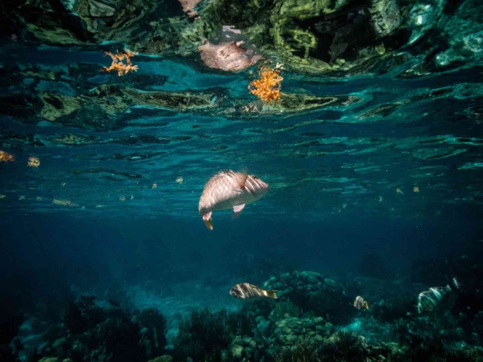 Belize Barrier Reef Reserve System facts state that it is also the second-largest barrier reef system in the world, stretching along the entire coast of Belize.