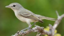 Fun Bell's Vireo Facts For Kids | Kidadl