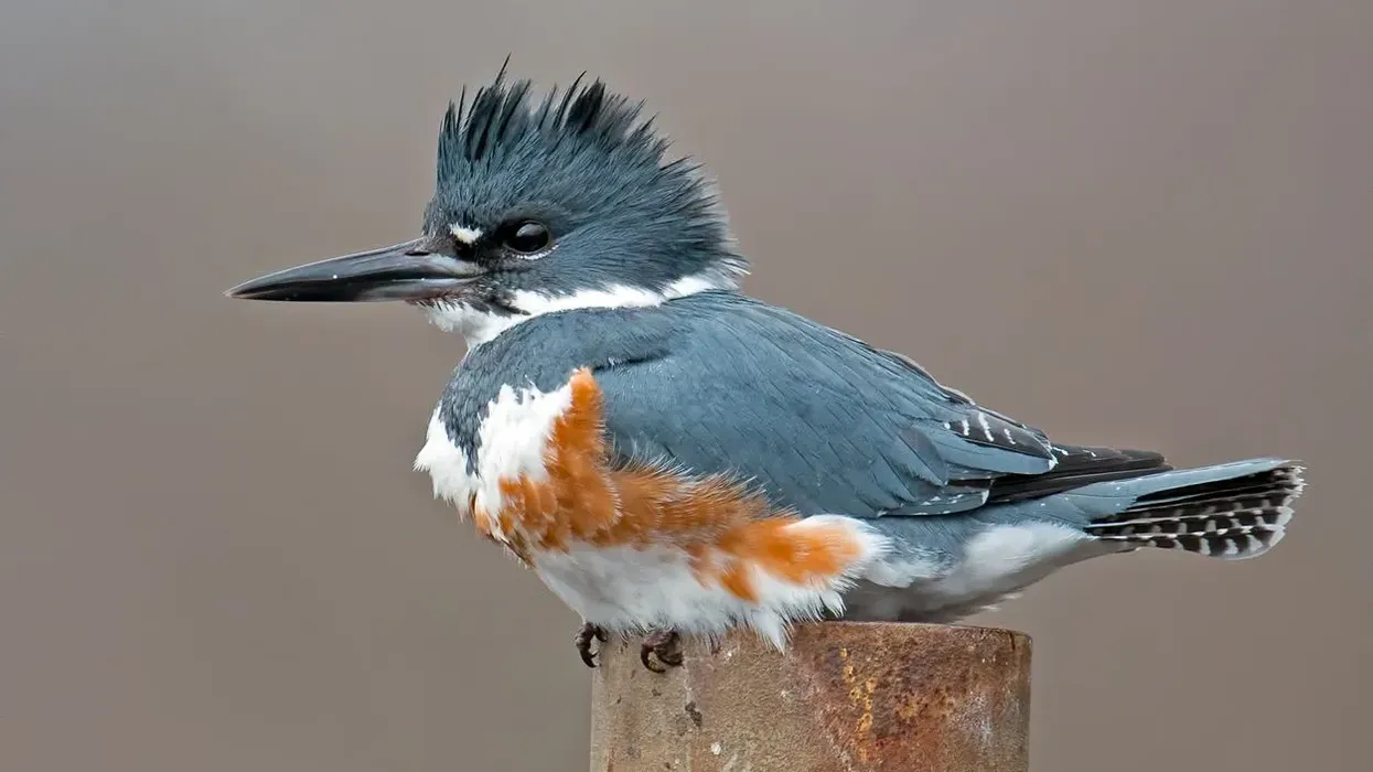 Belted kingfisher facts for kids are fun to read.