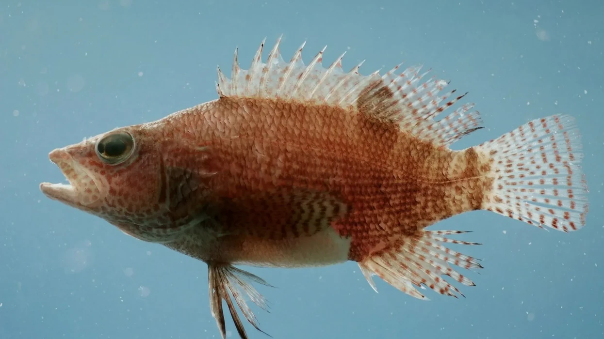 Fun Belted Sandfish Facts For Kids | Kidadl
