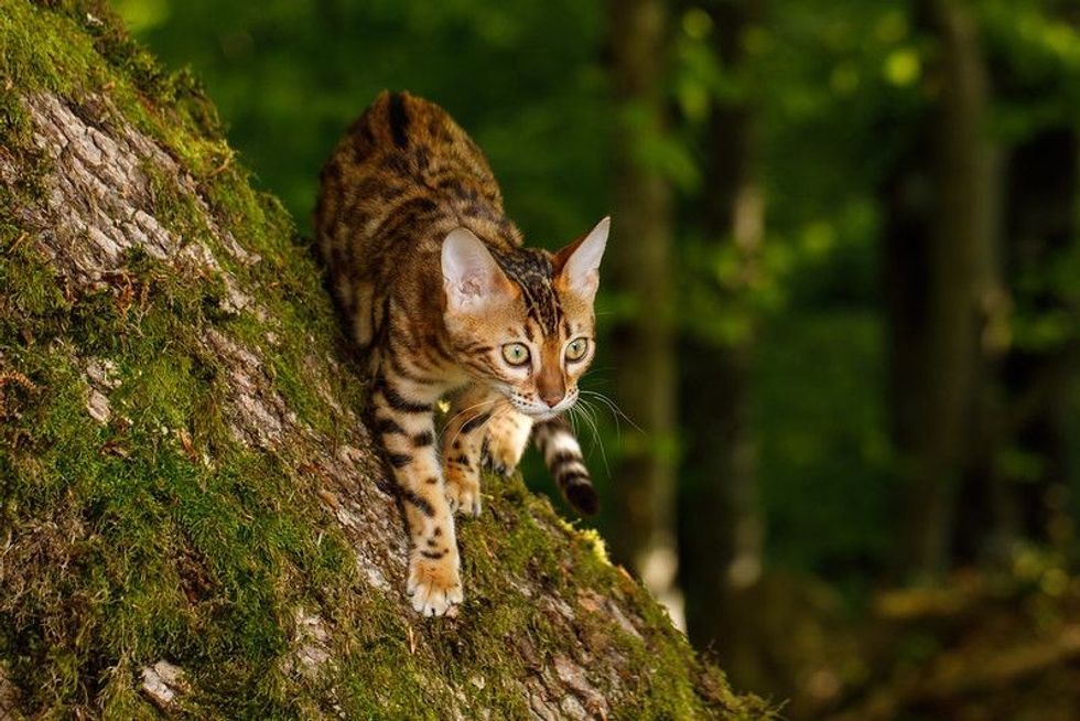 Bengal Cat Hunting in forest