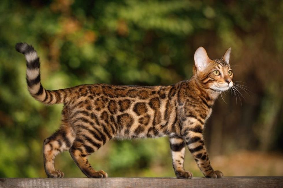 Bengal Cat Hunting outdoor
