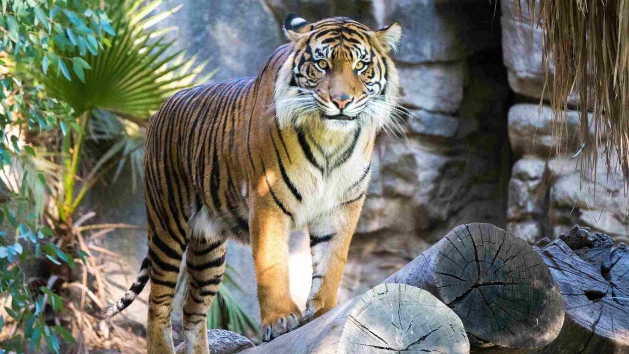 Bengal tiger facts include that they love to hunt as they are natural predators.