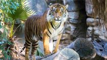 Bengal tiger facts include that they love to hunt as they are natural predators.
